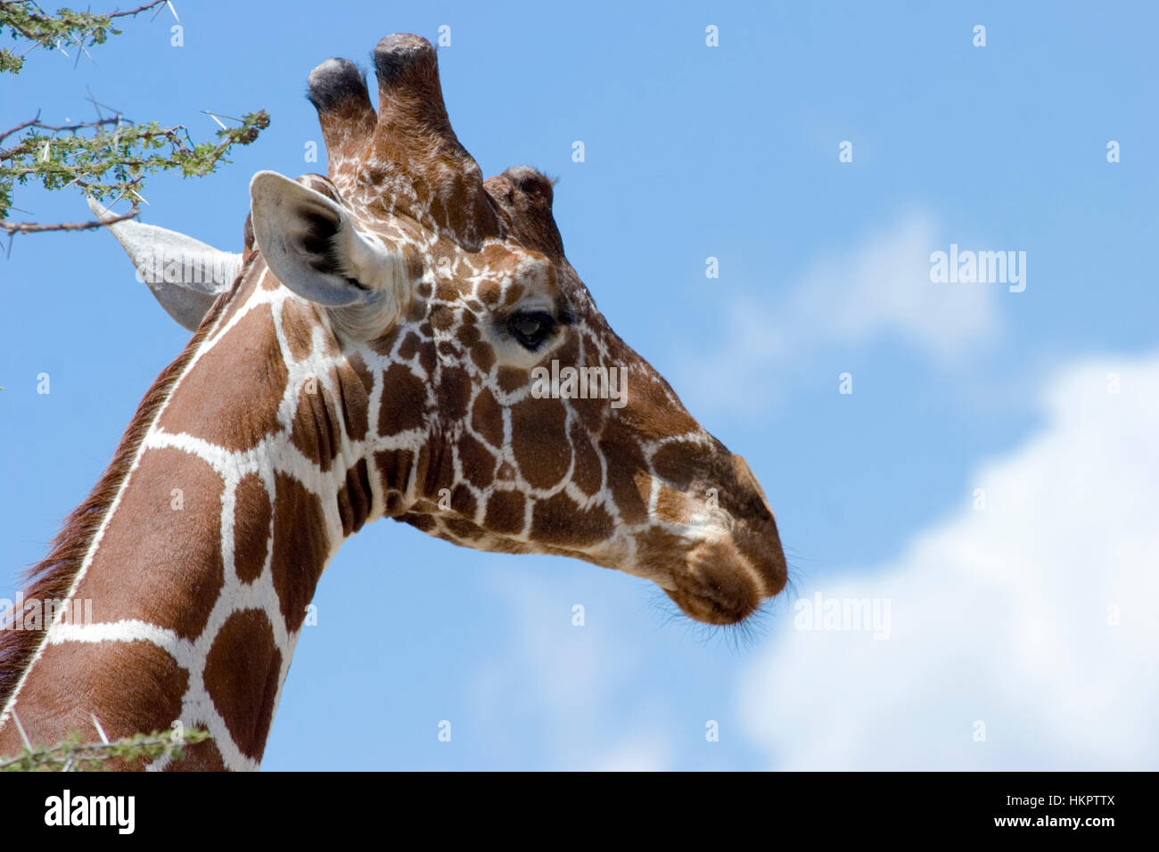 Porträt einer retikuliert Giraffe, (Giraffa Plancius Reticulata), mit einem blauen Himmelshintergrund. Fotografiert in Samburu National Reserve, Kenia, ich Stockfoto