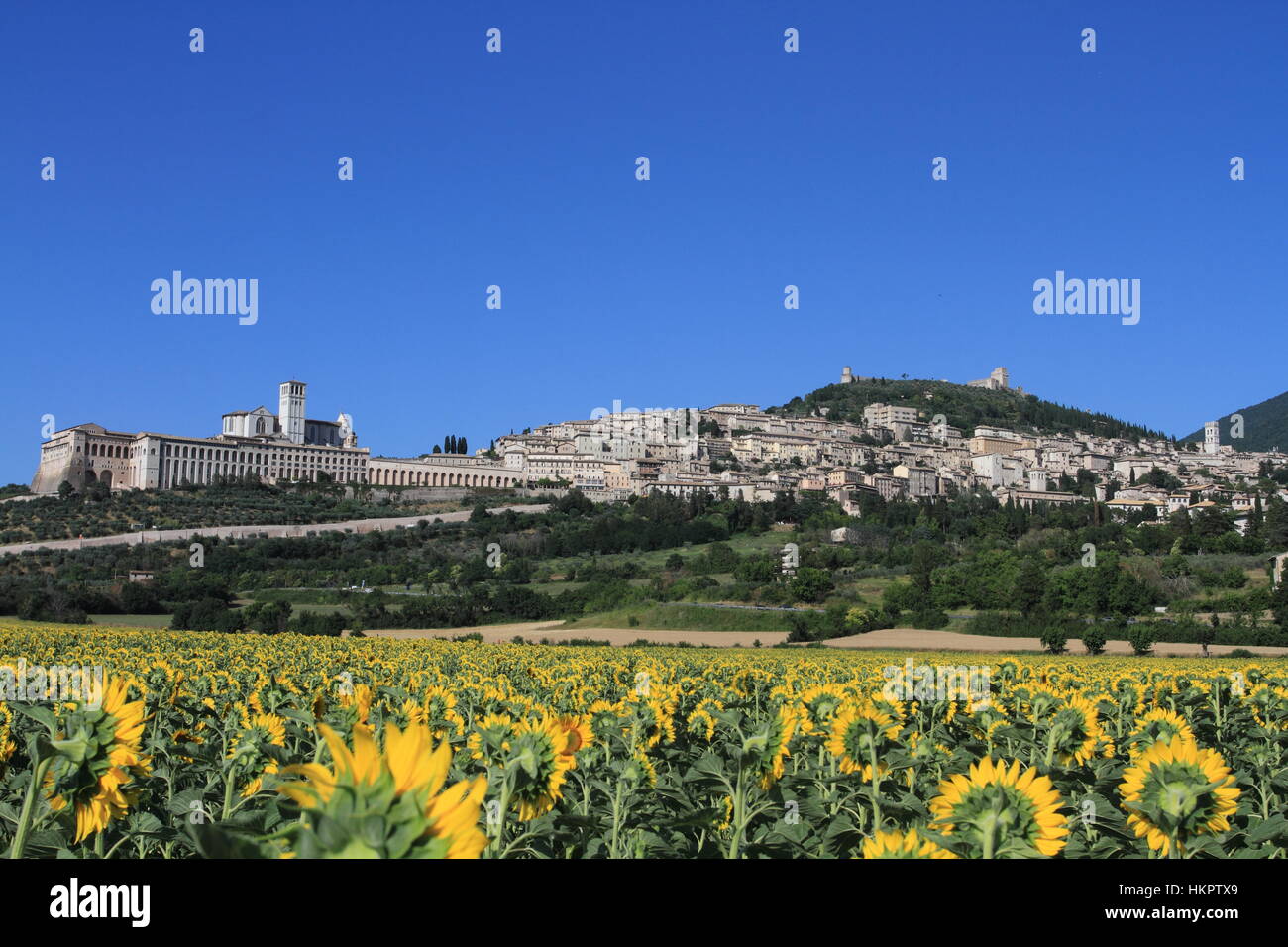 Assisi-Panorama mit Sonnenblumen Stockfoto