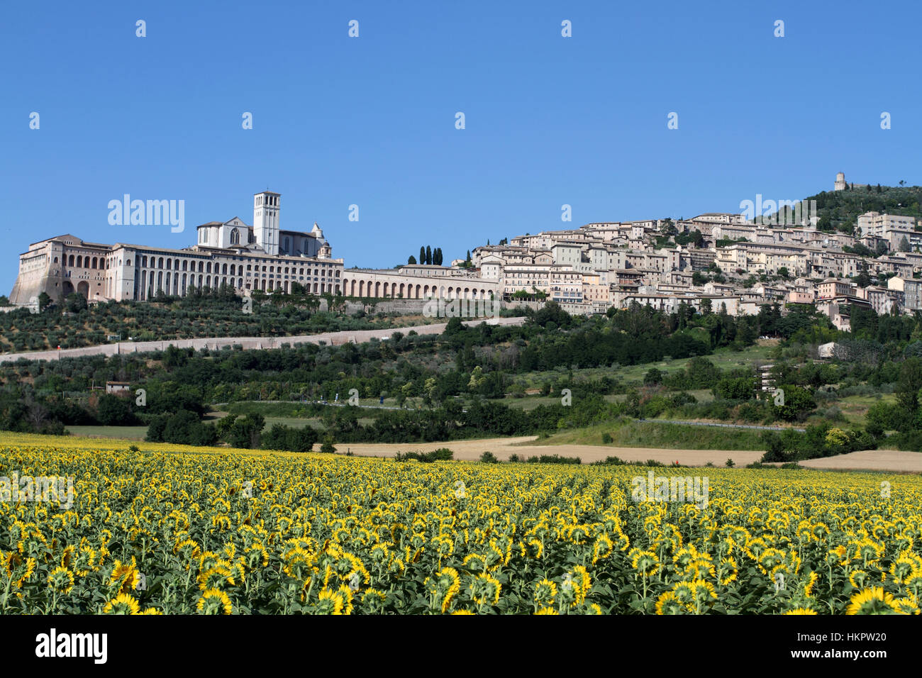 Assisi-Panorama mit Sonnenblumen Stockfoto