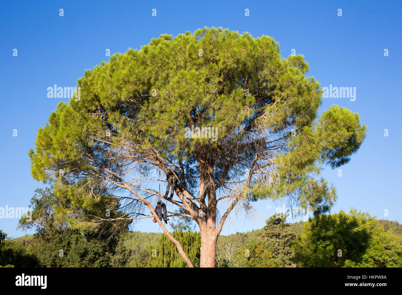 Ein großer Garten Baum Stockfoto