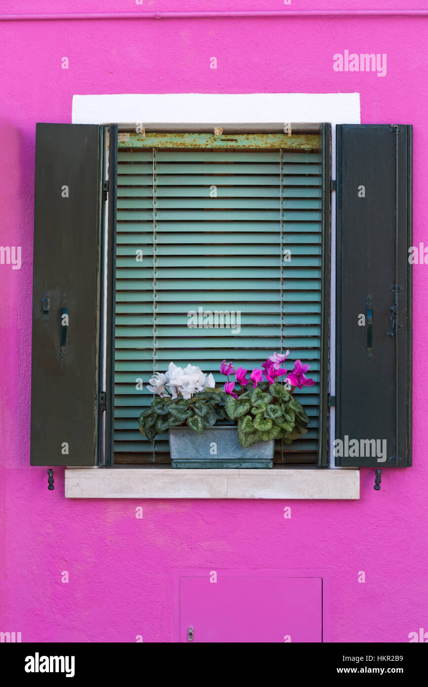 Alpenveilchen-Blumen im Blumenkasten und Fensterläden von hellen rosa farbigen Wand des Hauses in Burano - leuchtenden Farben der Burano, Venedig, Italien im Januar Stockfoto