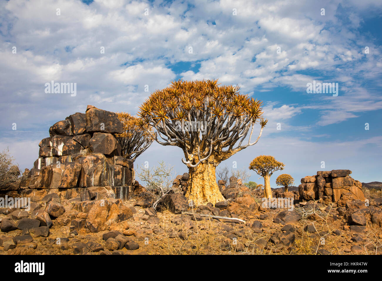 Köcherbaumwald, Köcherbaum Woud, Aloe dichotoma, mesosaurus Fossil Site, Keetmanshoop, Namibia, von Monika Hrdinova/Dembinsky Foto Assoc Stockfoto