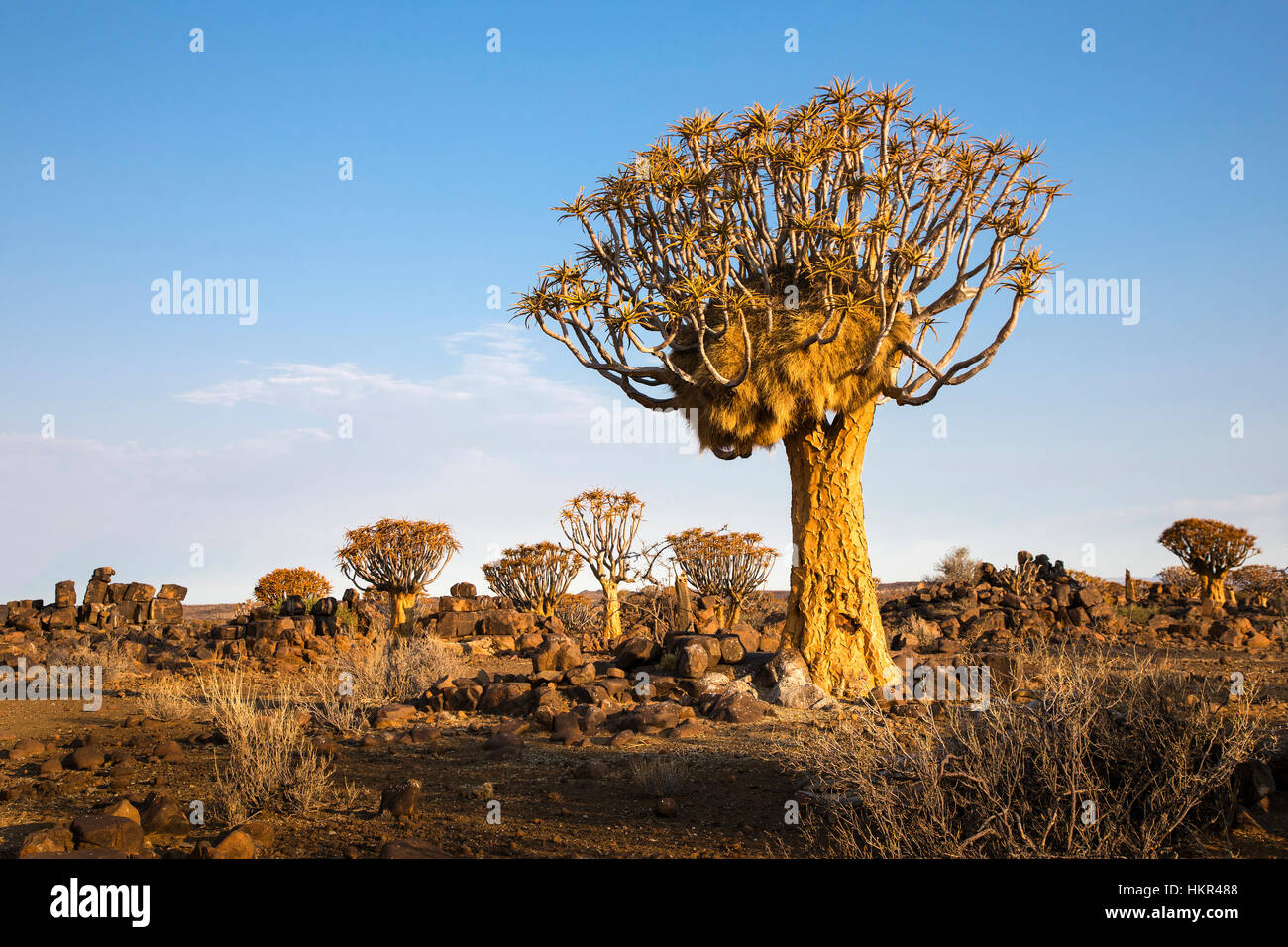 Köcherbaumwald, Köcherbaum Woud, Aloe dichotoma, mesosaurus Fossil Site, Keetmanshoop, Namibia, von Monika Hrdinova/Dembinsky Foto Assoc Stockfoto