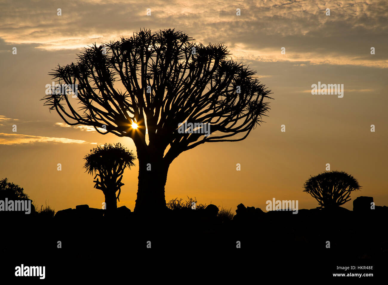 Sonnenuntergang, Köcherbaumwald, Köcherbaum Woud, Aloe dichotoma, mesosaurus Fossil Site, Keetmanshoop, Namibia, von Monika Hrdinova/Dembinsky Foto Assoc Stockfoto