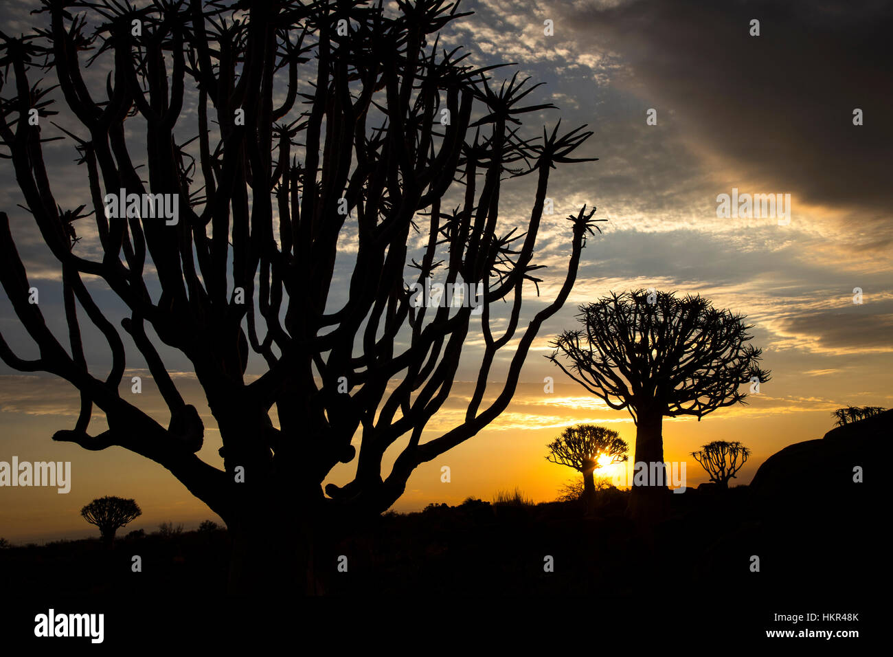 Sonnenuntergang, Köcherbaumwald, Köcherbaum Woud, Aloe dichotoma, mesosaurus Fossil Site, Keetmanshoop, Namibia, von Monika Hrdinova/Dembinsky Foto Assoc Stockfoto