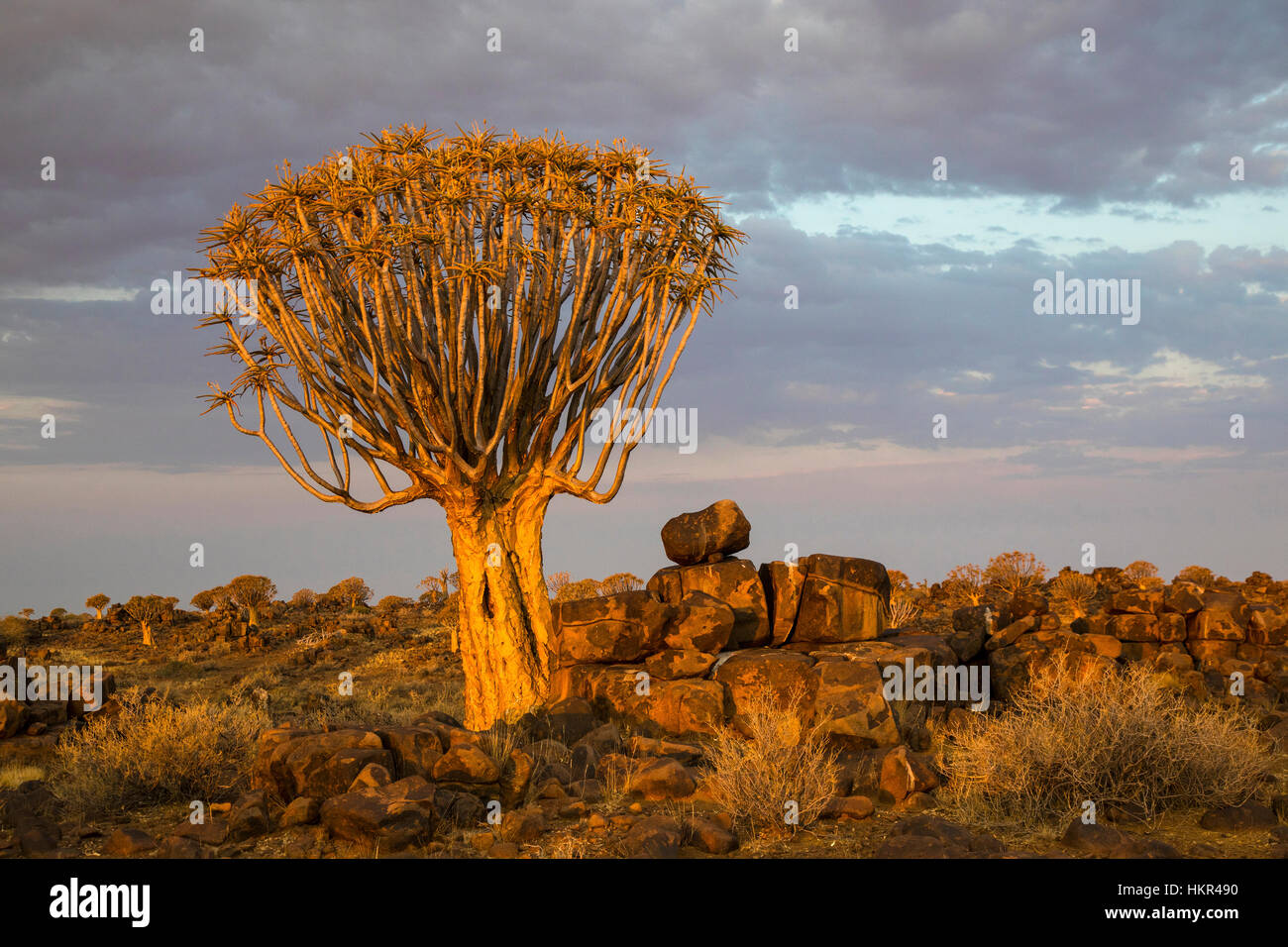 Köcherbaumwald, Köcherbaum Woud, Aloe dichotoma, mesosaurus Fossil Site, Keetmanshoop, Namibia, von Monika Hrdinova/Dembinsky Foto Assoc Stockfoto
