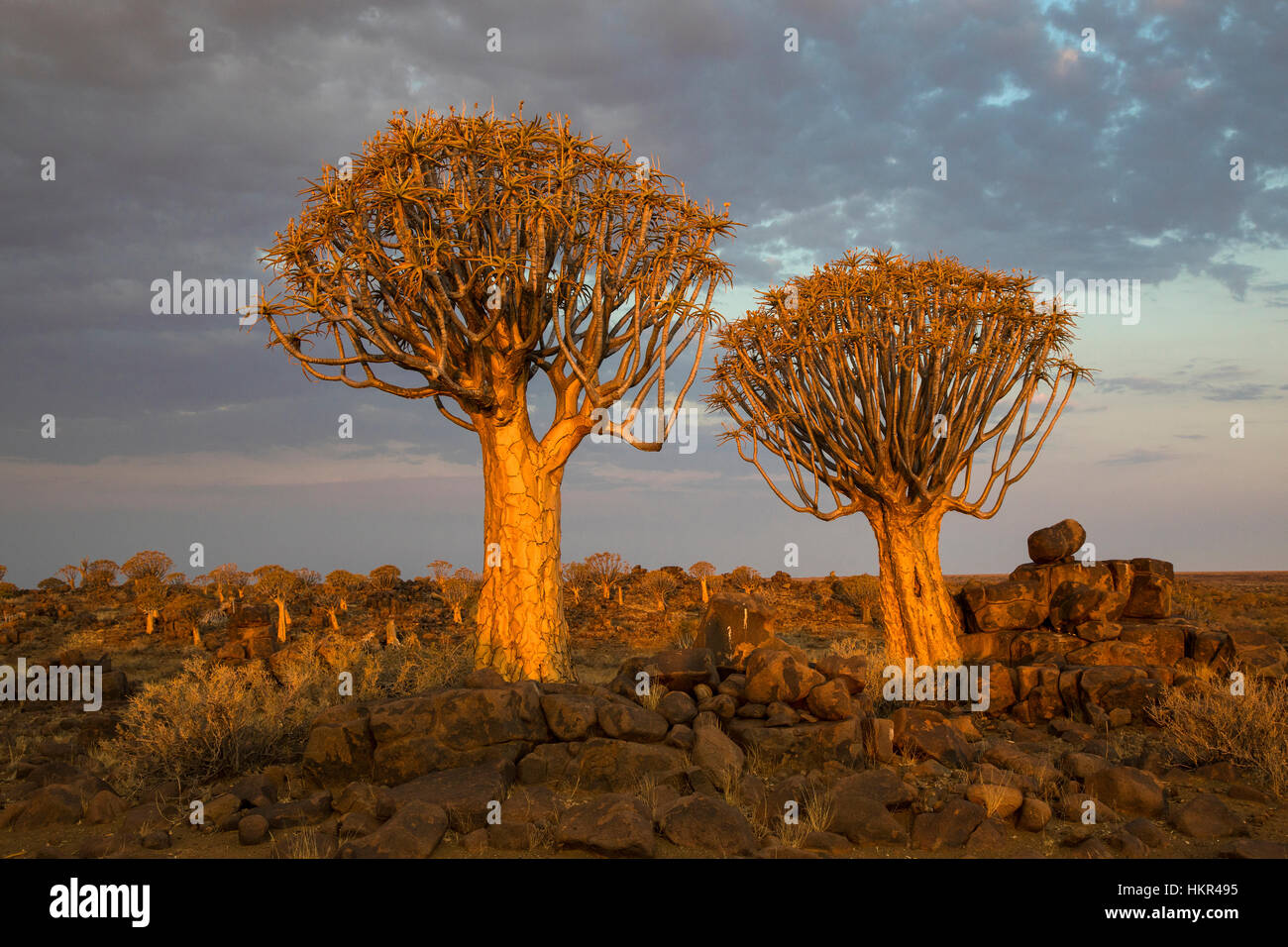 Köcherbaumwald, Köcherbaum Woud, Aloe dichotoma, mesosaurus Fossil Site, Keetmanshoop, Namibia, von Monika Hrdinova/Dembinsky Foto Assoc Stockfoto