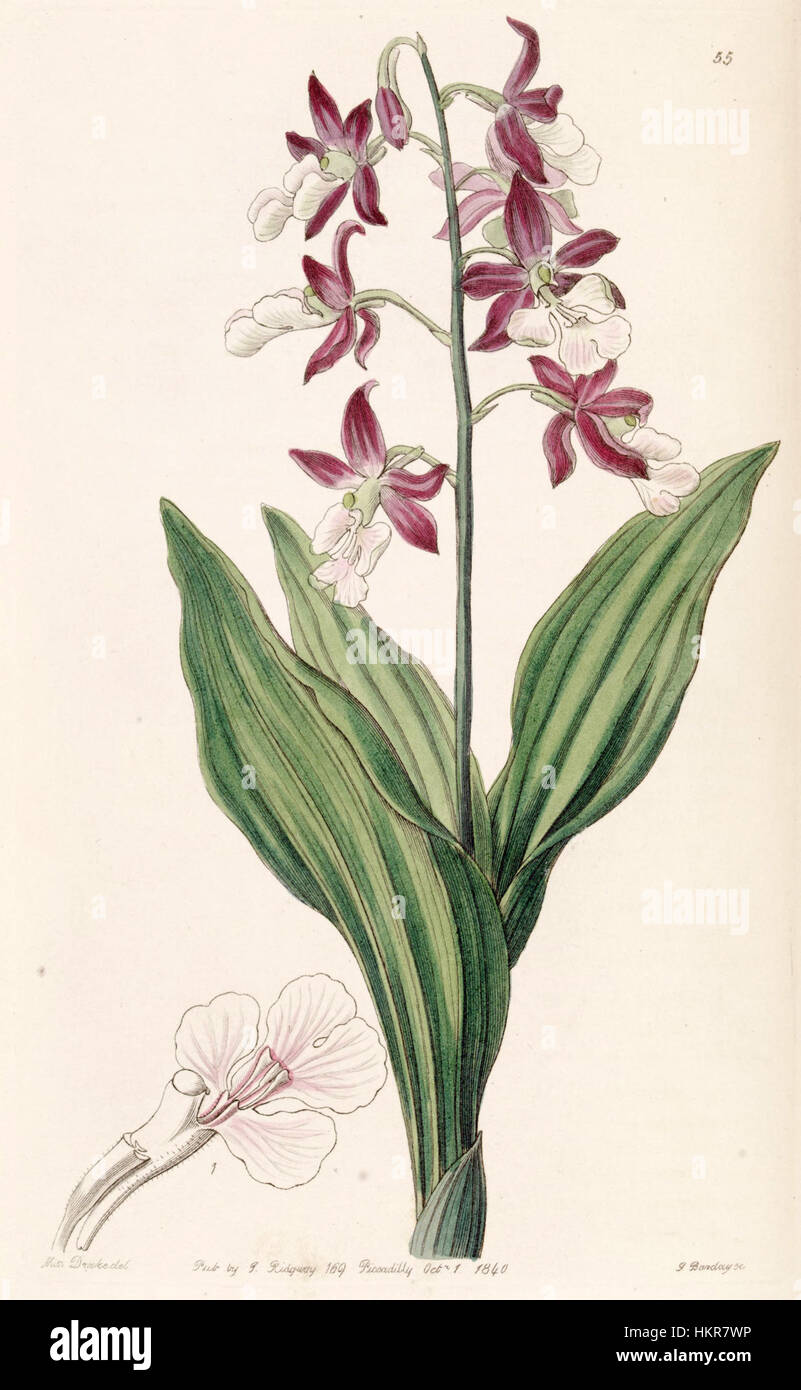 Die „Calanthe discolor“-Orchidee, die in Edwards' botanischem Werk aus dem Jahr 1840 zu sehen ist, ist eine auffällige Art, die für ihre einzigartigen Eigenschaften bekannt ist. Diese botanische Illustration zeigt die zarten Details der Blumen und ihre natürliche Schönheit. Stockfoto