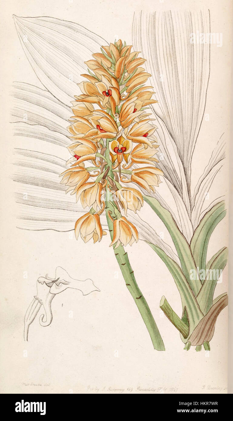 Das Kunstwerk *Calanthe pulchra*, das 1847 in Edwards' botanischem Band veröffentlicht wurde, zeigt die Orchideenart Calanthe pulchra. Diese detaillierte Abbildung zeigt die Schönheit und die komplizierte Struktur der Blume. Stockfoto