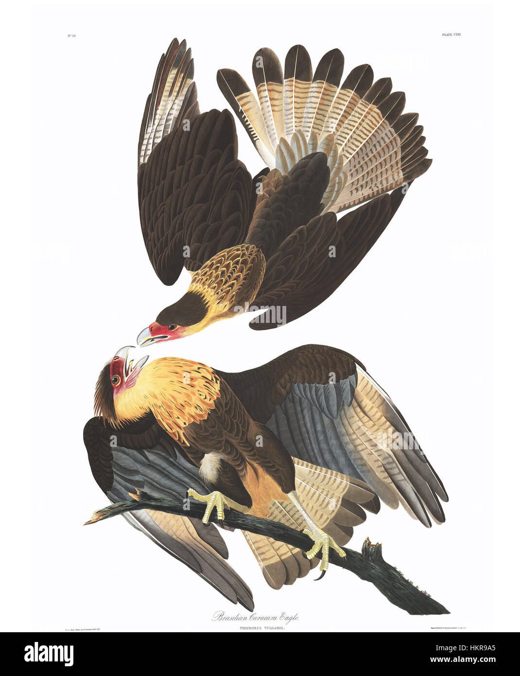 *Caracara cheriway*, oder die *Northern Caracara*, ist ein Raubvogel, der in einer der detaillierten Vogeldarstellungen von *Audubon* dargestellt wird. Diese Art ist bekannt für ihr markantes Aussehen, sie ist in Nord- und Südamerika beheimatet und wird oft mit offenen Landschaften und Abholgewohnheiten in Verbindung gebracht. Stockfoto