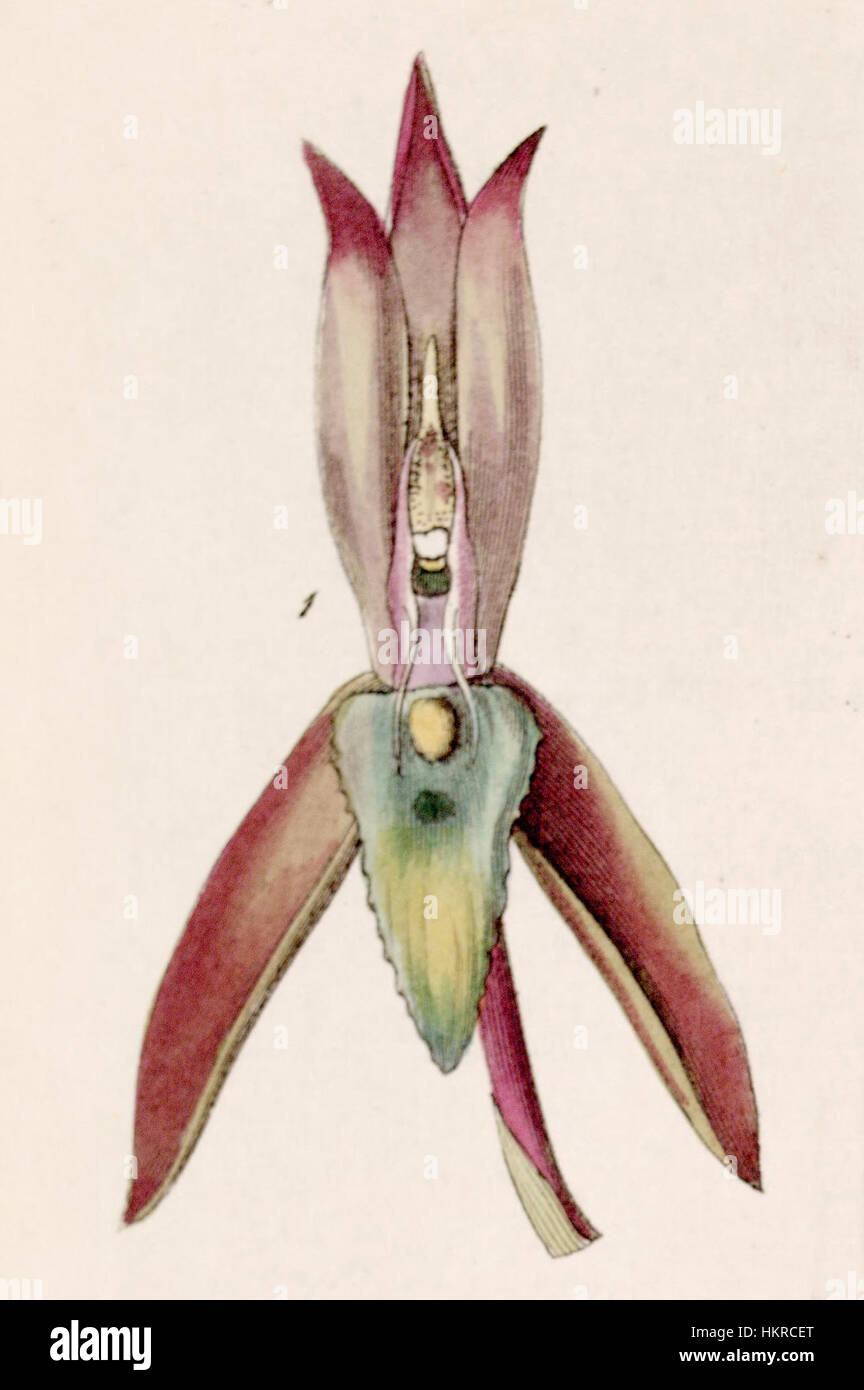 Die botanische Illustration „Catasetum callosum“ aus dem Edwards Botanical Register enthält eine detaillierte visuelle Dokumentation dieser Art. Sie hebt die einzigartigen Merkmale der Gattung Catasetum hervor, ein Mitglied der Familie der Orchidaceae. Stockfoto