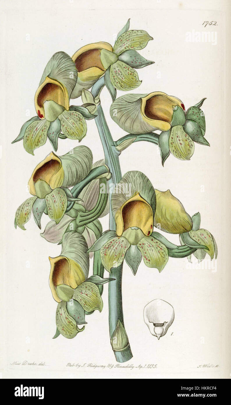 Diese botanische Illustration von *Catasetum macrocarpum* (früher *Monachanthus viridis*) ist im *Edwards' Botanical Register* (1836) enthalten. Sie hebt die Besonderheiten der Orchideenart hervor, die für ihr einzigartiges Aussehen bekannt ist. Stockfoto
