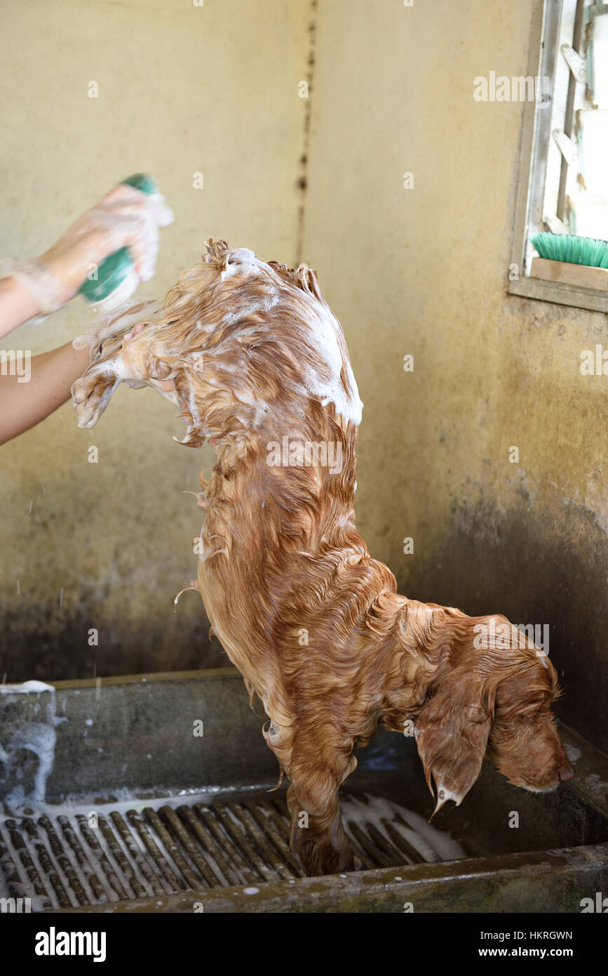 Rückseite des braunen Hund mit Suppe im Bad waschen Stockfoto