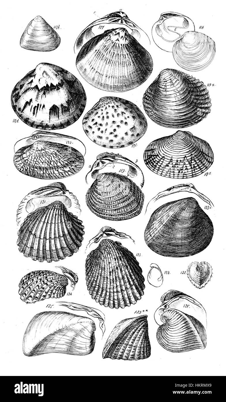 Diese Platte aus dem Conchologischen Handbuch zeigt detaillierte Darstellungen verschiedener Weichtierarten, die ihre Besonderheiten und ihre Klassifizierung im Bereich der Conchologie betonen. Stockfoto