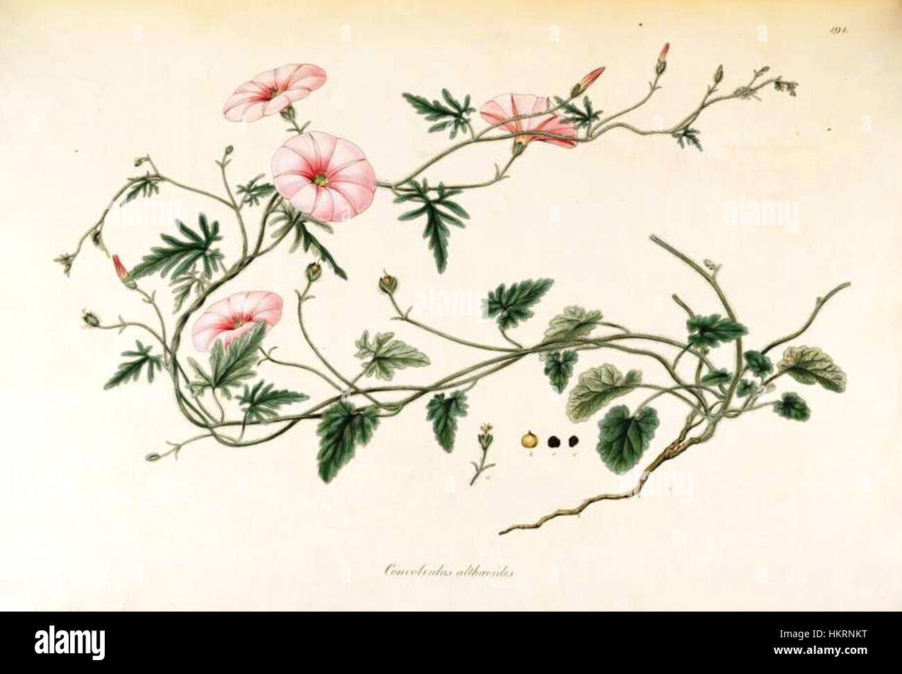 *Convolvulus althaeoides* ist eine botanische Illustration aus der *Flora Graeca*-Reihe. Diese Arbeit hebt die komplizierten Details der Struktur der Pflanze hervor und trägt zum Verständnis der griechischen Flora bei. Stockfoto