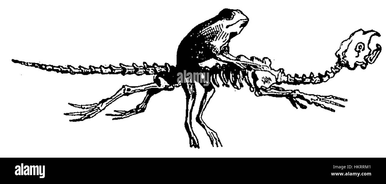 Das Gemälde „Crapaud se rendant au Sabbat“ ist eine dunkle, unheimliche Darstellung von Folklore und Hexerei. Die im 19. Jahrhundert entstandene Kröte zeigt einen Weg zu einem hexensabbat, ein gängiges Thema in der europäischen mystischen und okkulten Kunst jener Zeit. Stockfoto