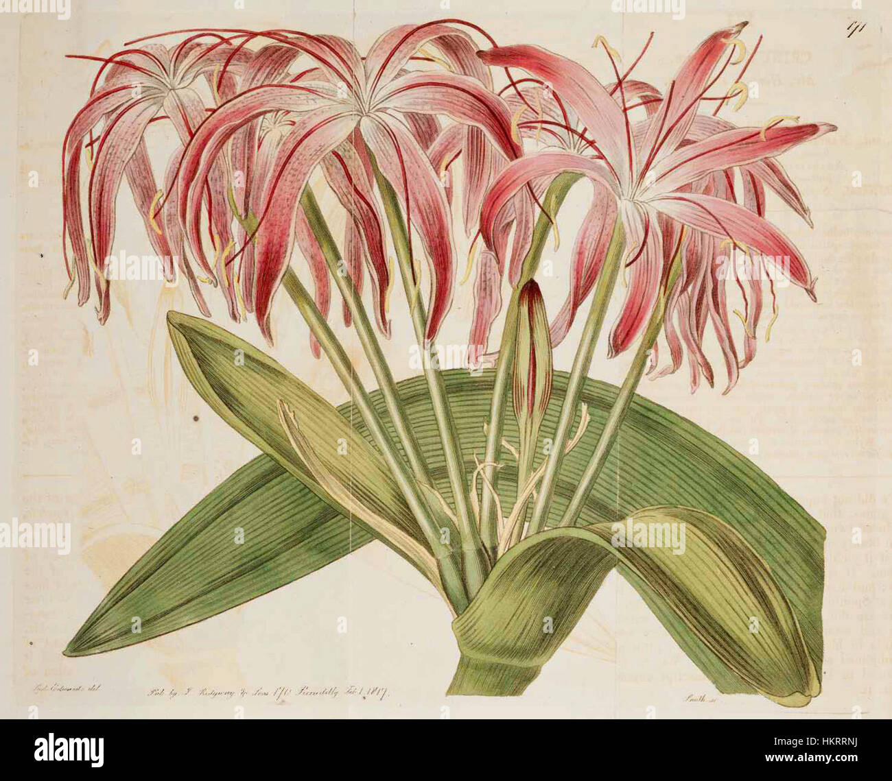 Die botanische Illustration von Crinum erubescens 171 zeigt die unverwechselbaren Blüten der Pflanze und zeigt die Detailgenauigkeit der botanischen Kunst des 18. Jahrhunderts und die Erforschung der Flora. Stockfoto