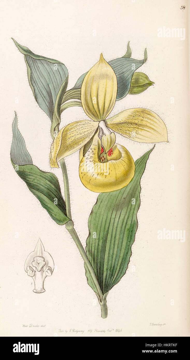 Diese botanische Illustration „Cypripedium irapeanum“ erscheint in Edwards' botanischem Band 32, veröffentlicht 1846. Die Illustration zeigt die Schönheit der Orchideenarten und hebt die detaillierte Darstellung ihrer einzigartigen Struktur hervor. Stockfoto