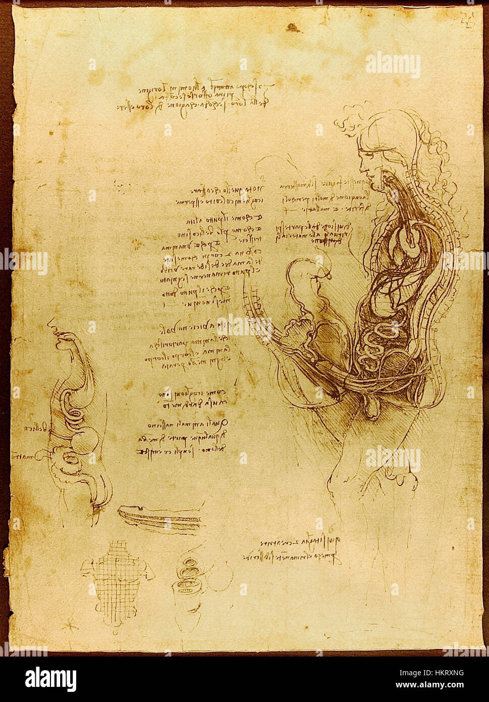 Leonardo da Vincis anatomische Zeichnung „Coition of a Hemisected man ...