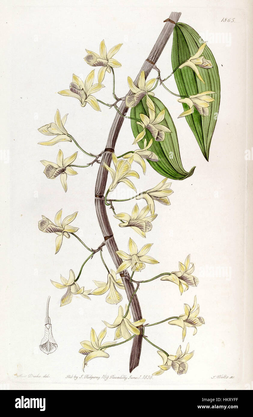 Diese botanische Illustration von Dendrobium aphyllum, früher bekannt als Dendrobium macrostachyum, aus Edwards' Botanical Register, zeigt die detaillierten Merkmale dieser Orchideenart. Die Abbildung zeigt die zarten Blüten der Pflanze und ihre Klassifizierung in den botanischen Studien des 19. Jahrhunderts. Stockfoto