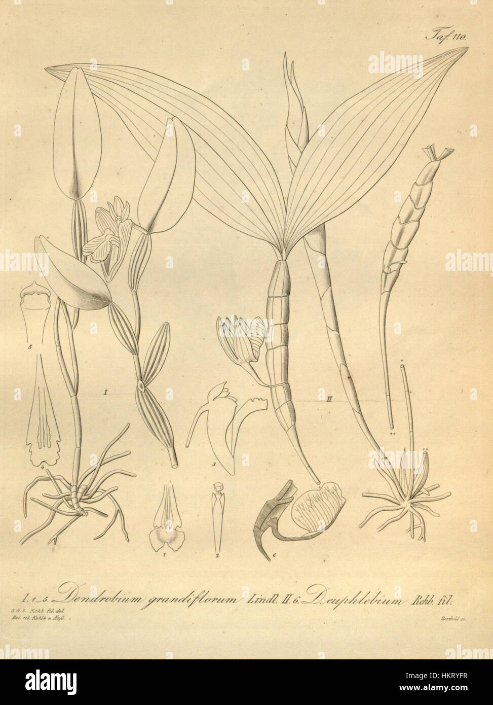 Diese botanische Abbildung zeigt zwei Orchideenarten, Dendrobium conspicuum und Dendrobium spurium, beide mit wissenschaftlicher Genauigkeit dargestellt. Diese Blumen sind Teil der Xenia Kollektion und zeigen ihre detaillierte Struktur und leuchtende Farben. Stockfoto