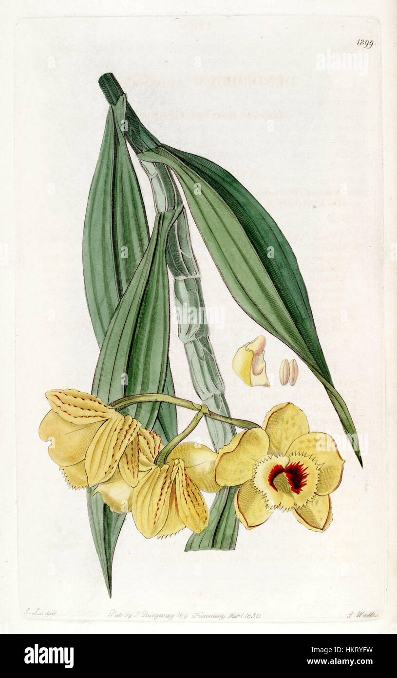 Diese botanische Illustration aus Edwards Botanical Register, 1829, zeigt die Dendrobium chrysanthum Orchidee. Das detaillierte Bild zeigt die lebendige Blume, die typisch für Pflanzenstudien des frühen 19. Jahrhunderts ist. Stockfoto