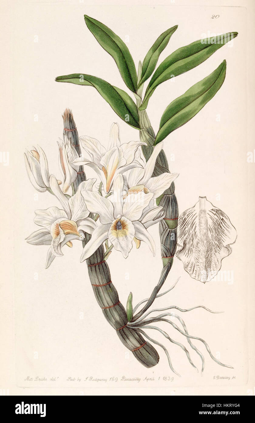 Dendrobium heterocarpum, früher bekannt als Dendrobium aureum var. Pallidum ist eine Orchideenart, die in einer botanischen Illustration aus dem Edwards' Botanical Register, Band 25, dargestellt wird. Stockfoto