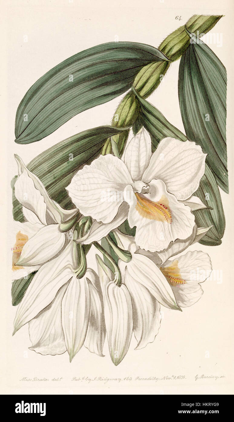 Eine Illustration von *Dendrobium formosum*, einer Orchideenart, aus Edwards' Botanical Register, Band 25, veröffentlicht 1839. Die detailreiche Gravur fängt die zarten Blüten der Pflanze ein. Stockfoto