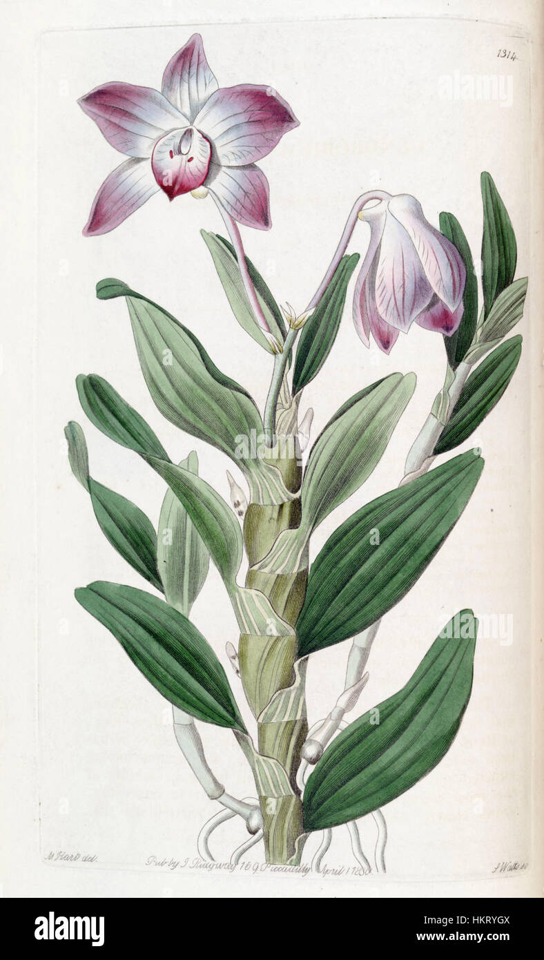 Dendrobium moniliforme, das im Botanischen Register von Edwards aufgeführt ist, ist eine 1830 dokumentierte Orchideenart. Die Illustration hebt die markanten floralen Merkmale hervor. Stockfoto