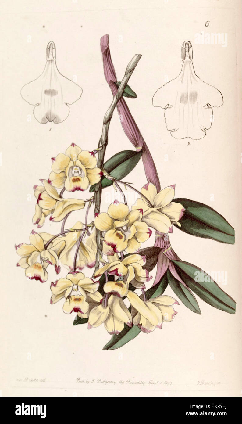 Diese botanische Illustration von Dendrobium sanguinolentum aus der Ausgabe 1843 von Edwards's Botanical Register zeigt zarte Details der Orchideenarten, die ihre lebendigen Farben und ihr kompliziertes Design widerspiegeln. Stockfoto