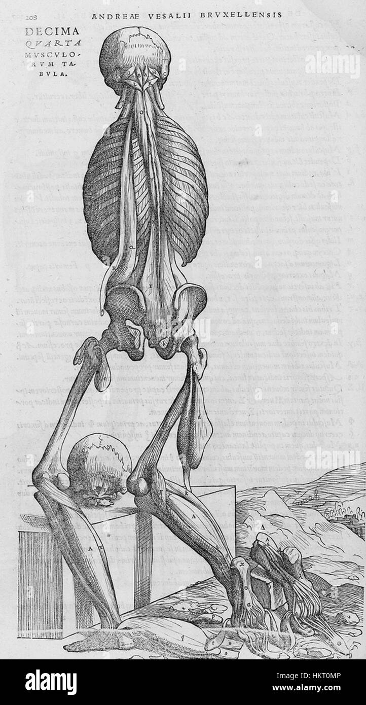 De humani corporis fabrica ist eine anatomische Handschrift aus dem 16. Jahrhundert von Andreas Vesalius. Es revolutionierte das Verständnis der menschlichen Anatomie durch detaillierte Illustrationen und Forschung und beeinflusste die medizinische Wissenschaft. Stockfoto