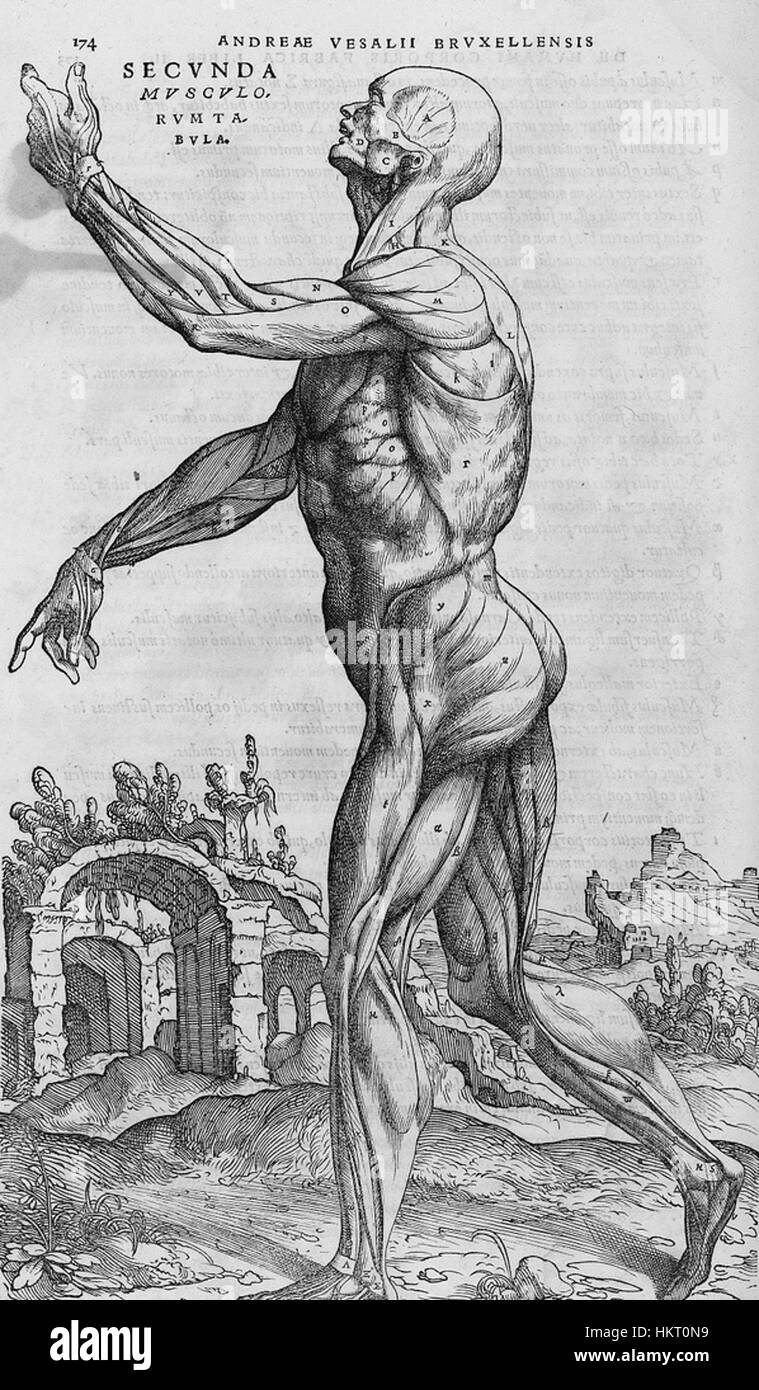 Ein Kupferstich aus der *de humani corporis fabrica*, einem bahnbrechenden anatomischen Werk von Andreas Vesalius. Diese detaillierte Abbildung zeigt die menschliche Anatomie und trug zum Verständnis des menschlichen Körpers während der Renaissance bei. Stockfoto