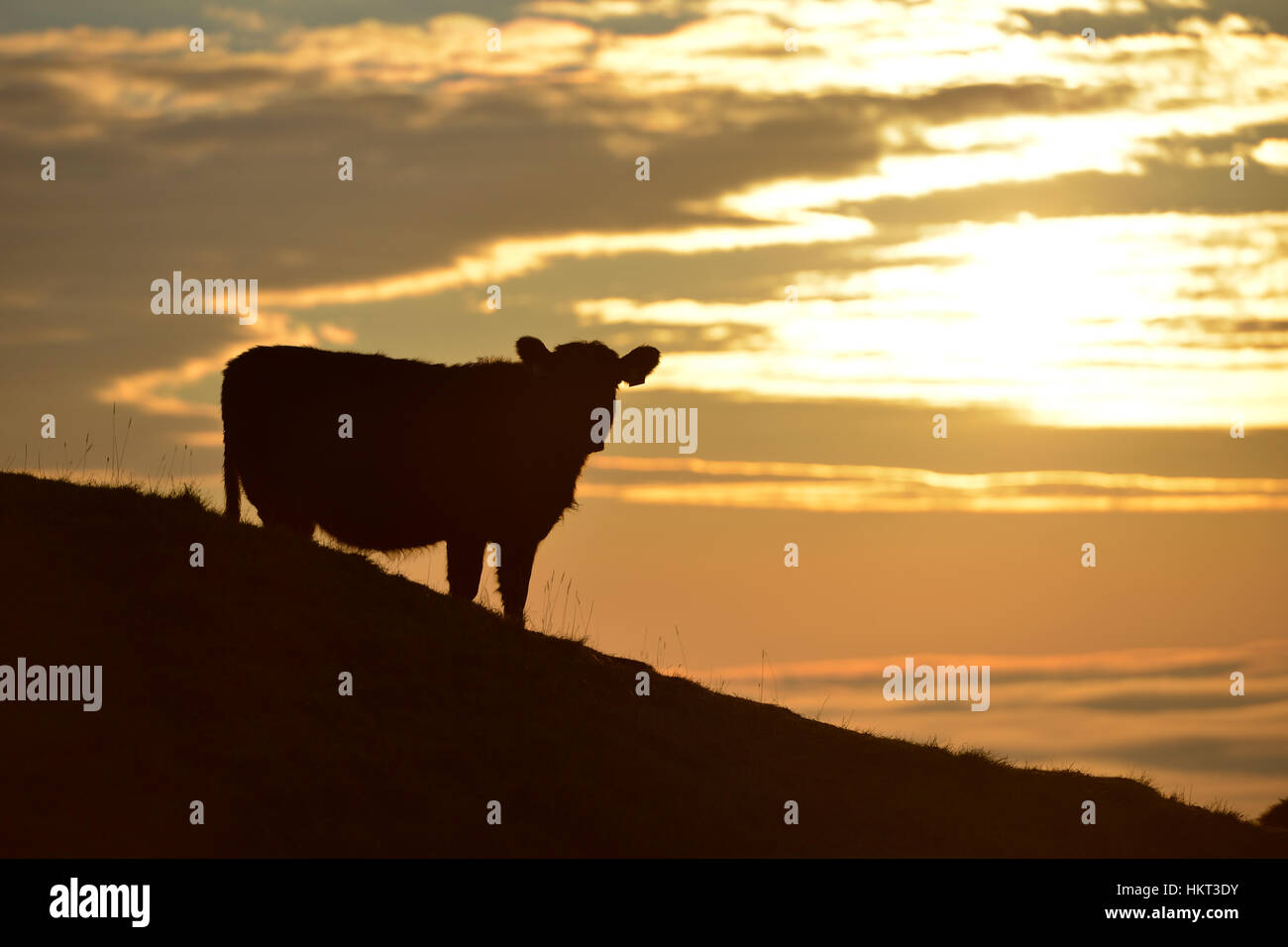Rinder auf der South Downs in der Nähe von Devil es Dyke, East Sussex Stockfoto