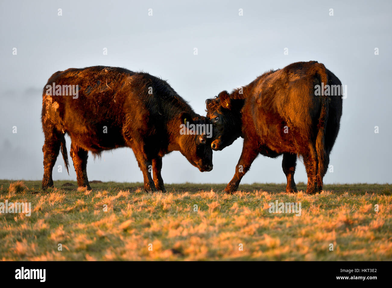 Rinder auf der South Downs in der Nähe von Devil es Dyke, East Sussex Stockfoto