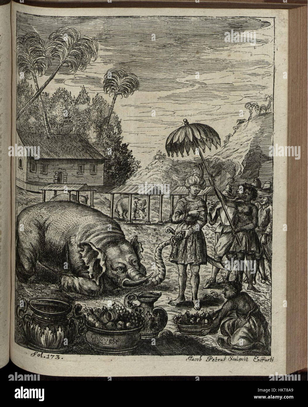 Die Serie „Elephantographia Curiosa“ zeigt detaillierte Illustrationen von Elefanten und zeigt eine seltene künstlerische Sammlung von historischer Bedeutung in der Kunst. Stockfoto
