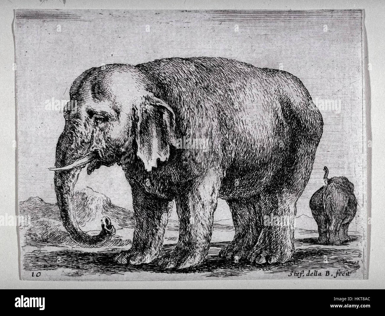 Elefant (Diversi Animali) Stockfoto
