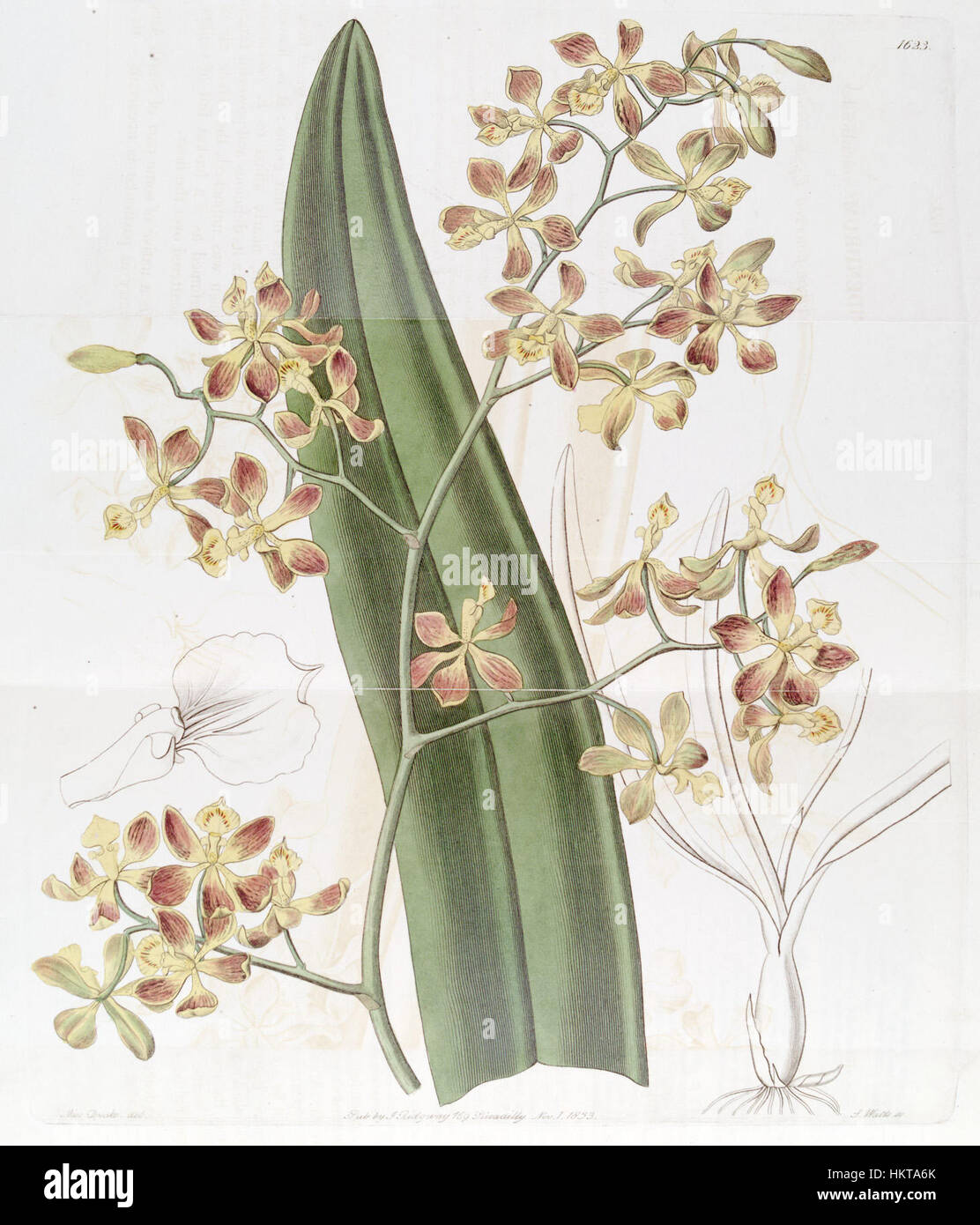 Diese botanische Illustration von 1833 zeigt Encyclia oncidioides, früher Epidendrum oncidioides. Das Kunstwerk zeigt die unverwechselbare Struktur der Pflanze und wurde im renommierten Edwards's Botanical Register veröffentlicht. Stockfoto