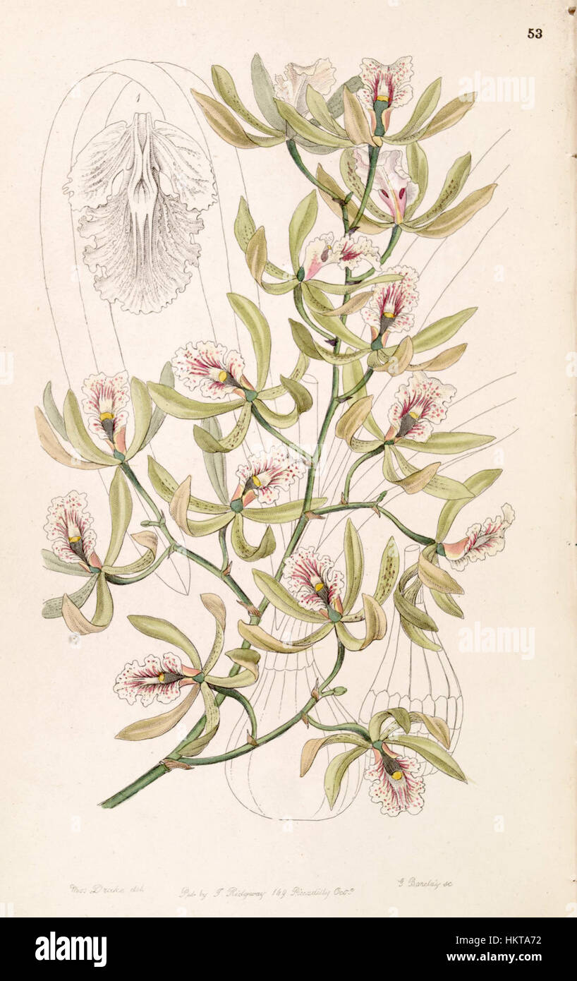Ein botanischer Druck von *Encyclia ambigua* aus dem Jahr 1847, früher bekannt als *Epidendrum alatum*. Diese detaillierte Abbildung aus *Edwards's Botanical Register* hebt die einzigartigen Merkmale dieser Orchideenart hervor. Stockfoto