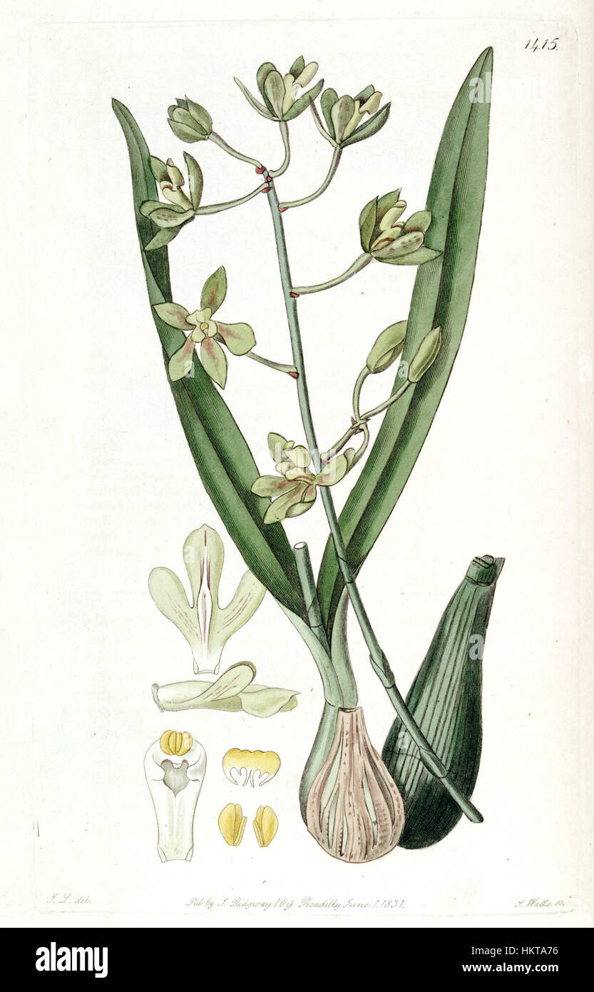 Diese botanische Illustration aus Edwards' Botanical Register zeigt die Encyclia patens var. Patens, früher bekannt als Epidendrum Odoratissimum. Das Kunstwerk zeigt die charakteristischen Blüten dieser Orchideenart. Stockfoto