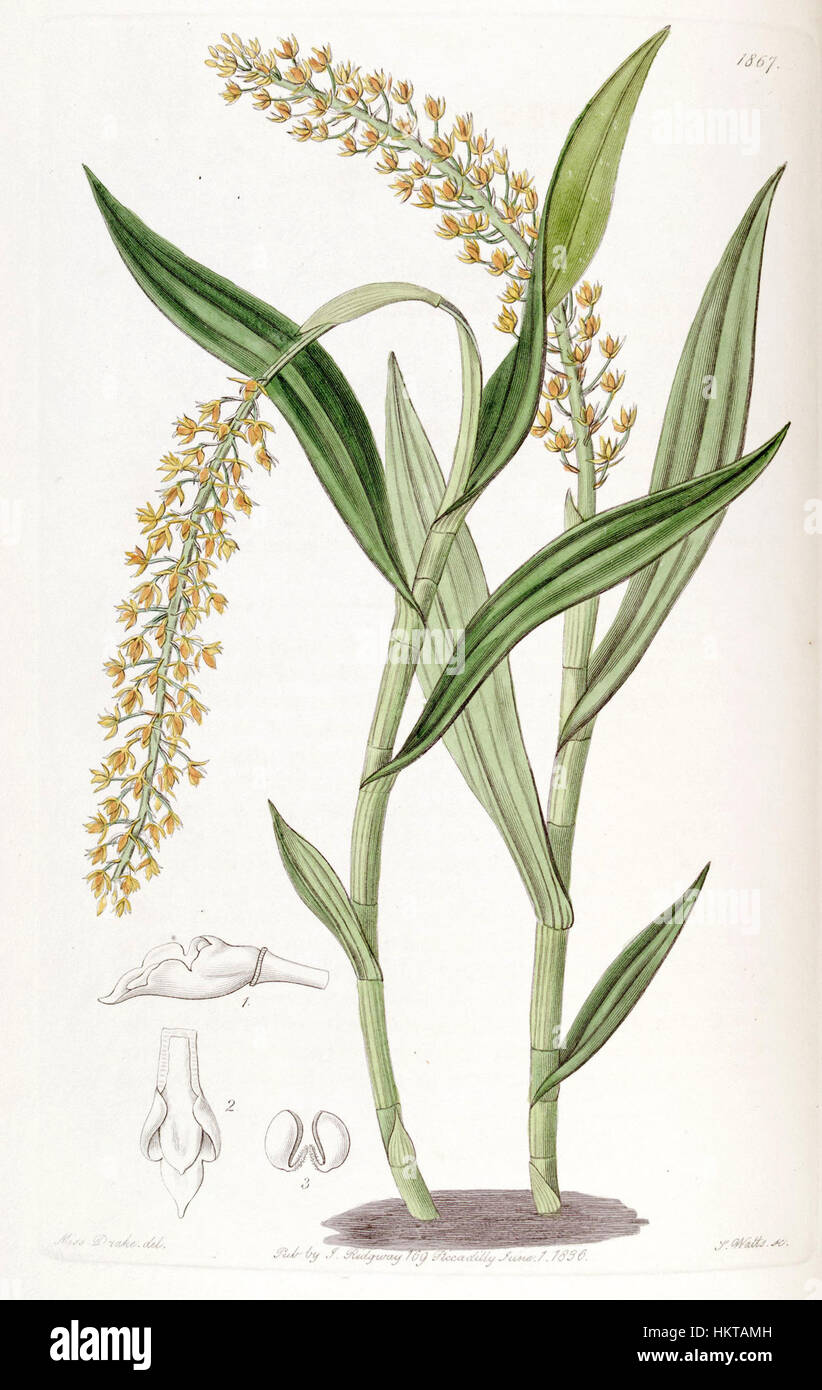 Epidendrum armeniacum ist in einer botanischen Illustration von Edwards aus dem 19. Jahrhundert dargestellt. Dieses Gemälde zeigt die komplizierten Details der Orchideenarten und hebt ihre natürliche Schönheit und botanische Bedeutung hervor. Stockfoto