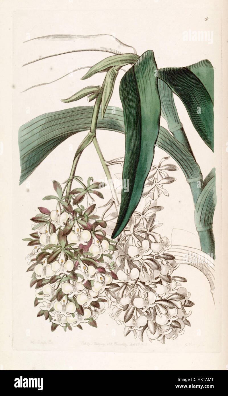 Epidendrum Dipus - Edwards Bd. 31 (NS 8) pl 4 (1845) Stockfoto