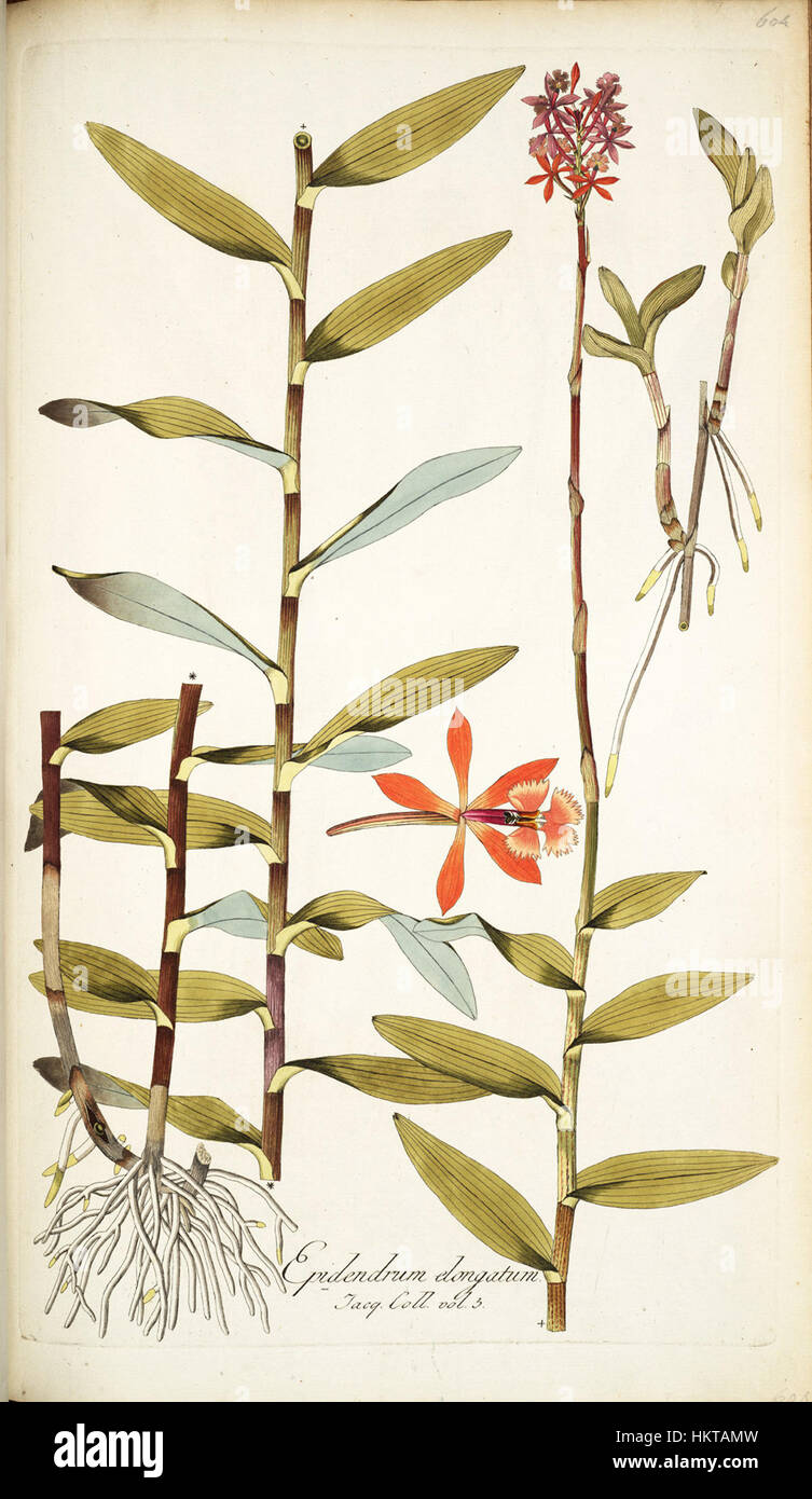 Diese botanische Illustration „Epidendrum elongatum“ aus „Icones“ Band 3 zeigt eine Orchideenart. Die Illustration ist Teil einer historischen Sammlung, die detaillierte botanische Kunst des 18. Jahrhunderts zeigt. Stockfoto