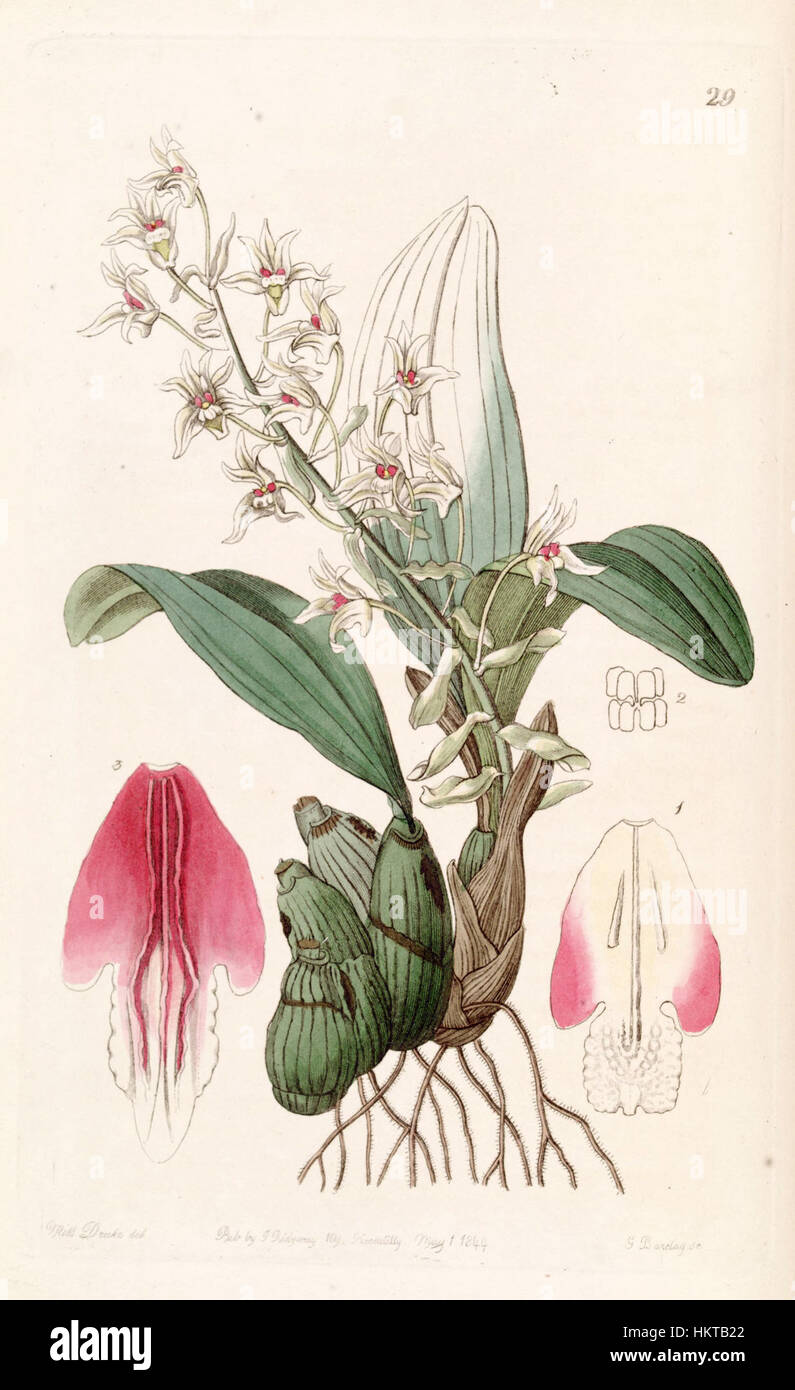 „ERIA bractescens“, illustriert im Edwards' 'Edwards' Botanical Register' von 1844, ist eine Orchideenart, die für ihre besonderen floralen Merkmale bekannt ist. Die detaillierte botanische Abbildung zeigt die Form und Struktur der Pflanze. Stockfoto
