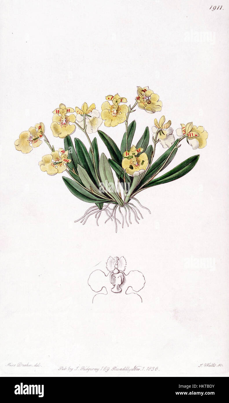 Die botanische Illustration „Erycina crista-galli“, auch bekannt als Oncidium iridifolium, stammt aus der Ausgabe von „Edwards’s Botanical Register“ aus dem Jahr 1836. Sie zeigt diese Orchideenart in exquisitem Detail und zeigt ihre einzigartige Blütenstruktur und lebendige Färbung. Stockfoto
