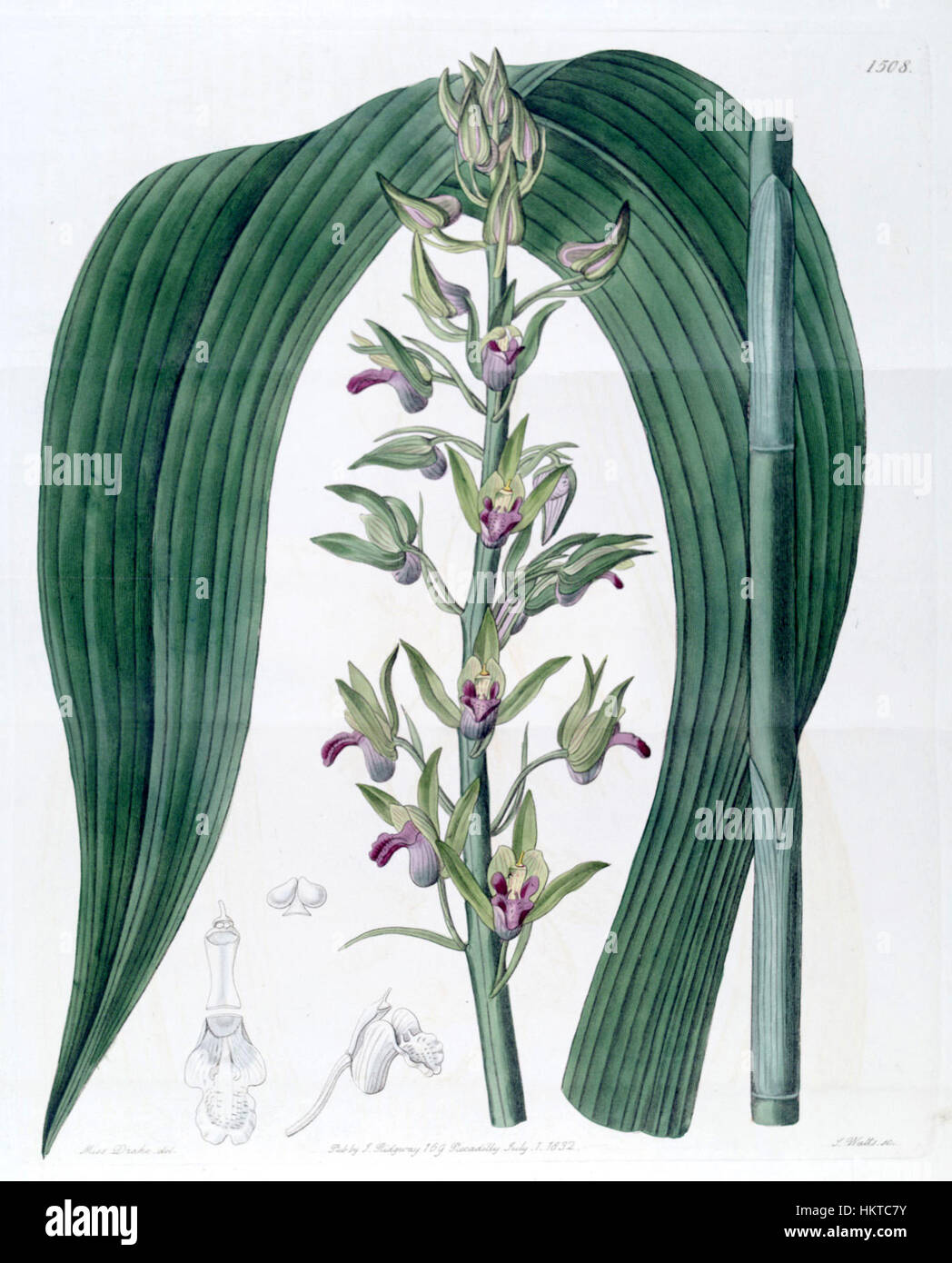 Diese botanische Illustration aus Edwards' Botanical Register (1832) zeigt Eulophia alta, früher als Cyrtopodium woodfordii klassifiziert. Das Stück ist eine detaillierte und genaue Darstellung der Orchideenarten. Stockfoto