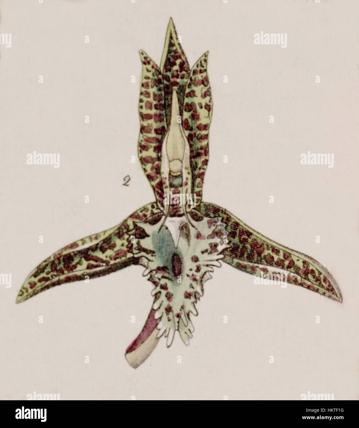 Diese botanische Illustration aus Edwards's Botanical Register zeigt *Catasetum cristatum* (früher *Catasetum cornutum*) und wurde 1841 veröffentlicht. Sie hebt die einzigartigen Merkmale und komplizierten Details der Pflanze hervor, die typisch für botanische Drucke des frühen 19. Jahrhunderts sind. Stockfoto