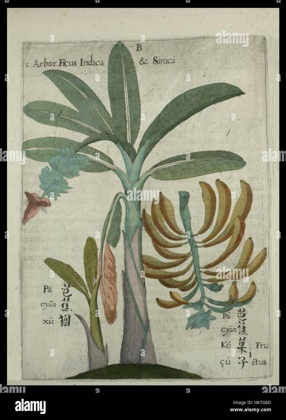 *Flora Sinensis - Banana* ist ein Kunstwerk, das die botanische Schönheit der Bananenpflanze veranschaulicht. Es zeigt die üppig grünen Blätter und Reifen Bananen der Pflanze, ein Thema, das häufig in wissenschaftlichen und künstlerischen Darstellungen der tropischen Flora im 18. Jahrhundert verwendet wird. Stockfoto