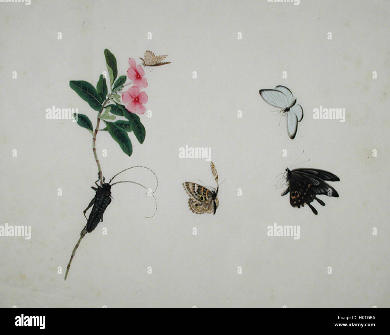 Blüte, Stiel mit einem Käfer und drei Schmetterlinge (6124598681) Stockfoto
