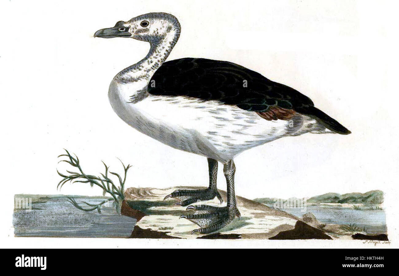 *Forster Plate 11* zeigt einen detaillierten Gravur, wahrscheinlich aus einem historischen wissenschaftlichen oder botanischen Werk. Dieses Bild repräsentiert die akribische Handwerkskunst und künstlerische Fertigkeiten der Gravurtechniken des 18. Oder 19. Jahrhunderts. Stockfoto