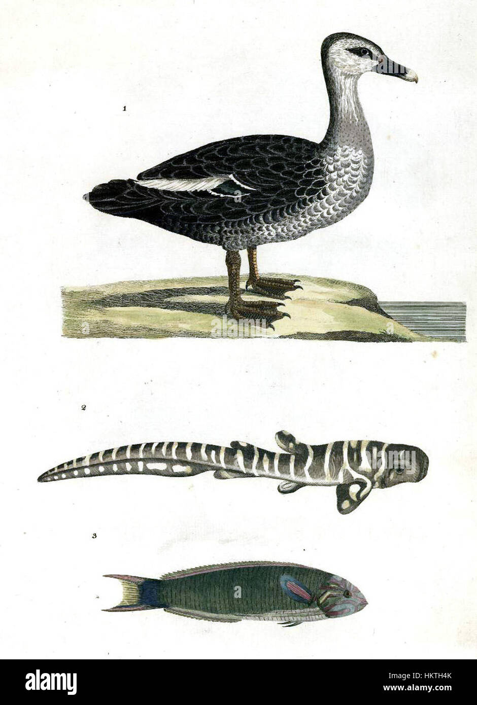 Forster Plate 13 ist ein detailreicher Stich aus dem 18. Jahrhundert, der eine naturalistische Darstellung der Flora und Fauna zeigt. Es ist Teil einer größeren Arbeit, die die wissenschaftliche Erforschung der Zeit veranschaulicht. Stockfoto